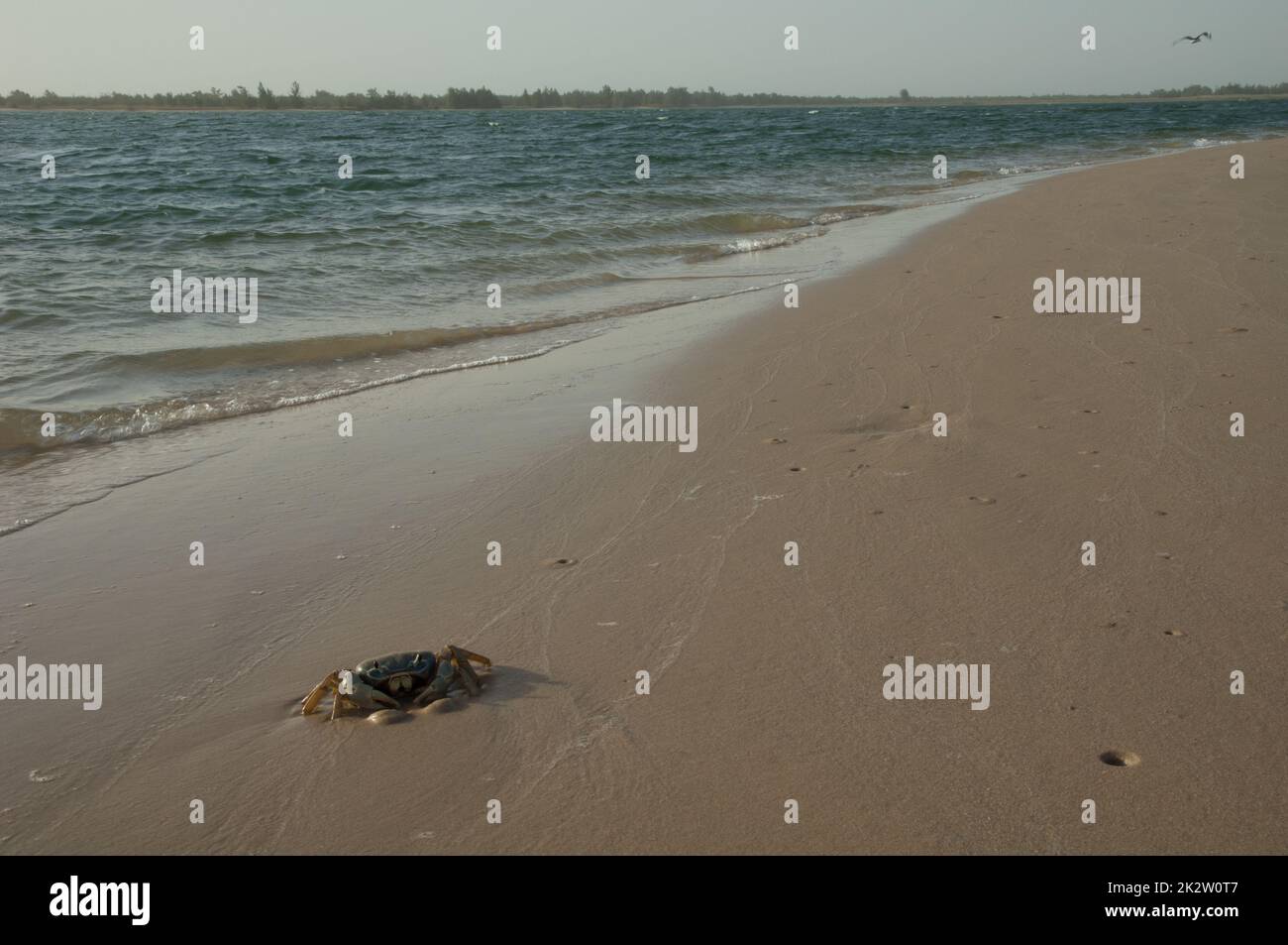 Krabben im Sand des Senegal-Flusses. Stockfoto