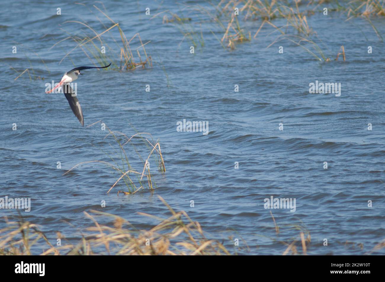 Schwarzflügelpfahl im Flug über eine Lagune. Stockfoto