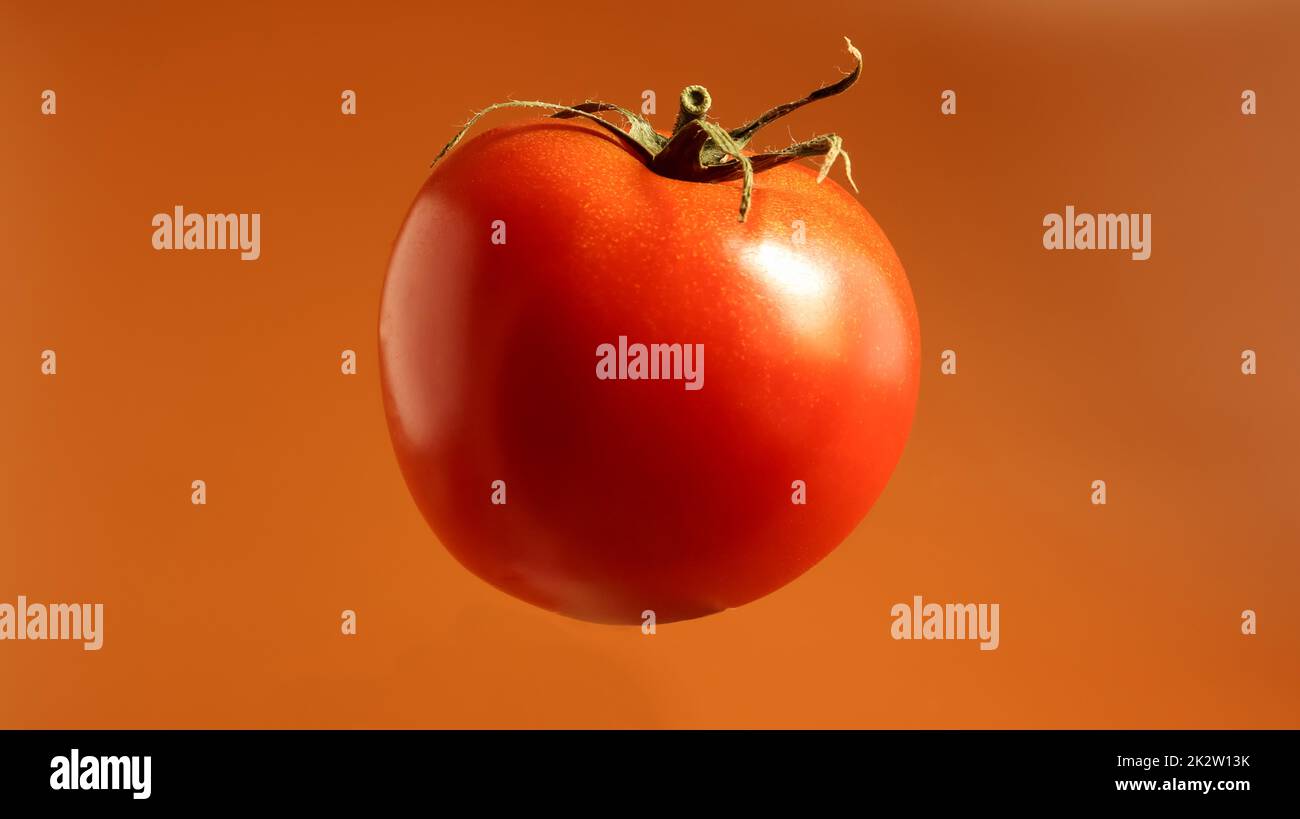 Eine frische, leckere rote Tomate. Saftige mehrzellige Beere. Ein jährliches oder mehrjähriges Kraut. Gemüsekultur. Saftige Tomate mit grünem Stiel. Stockfoto