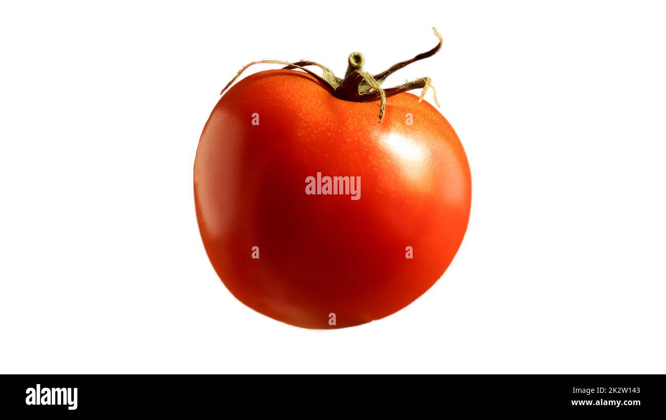 Eine frische, leckere rote Tomate. Saftige mehrzellige Beere. Ein jährliches oder mehrjähriges Kraut. Gemüsekultur. Saftige Tomate mit grünem Stiel auf weißem Hintergrund. Stockfoto