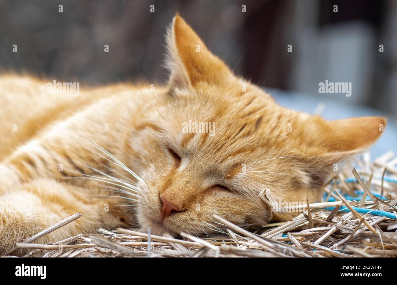 Nahaufnahme einer roten Hauskatze, die an einem warmen Sommertag friedlich im Heu ruht. Eine lustige Katze mit orangefarbenen Streifen sonnt sich in der Sonne. Ein süßes Haustier sonnt sich unter der Frühlingssonne auf trockenem Gras. Speicherplatz kopieren. Stockfoto