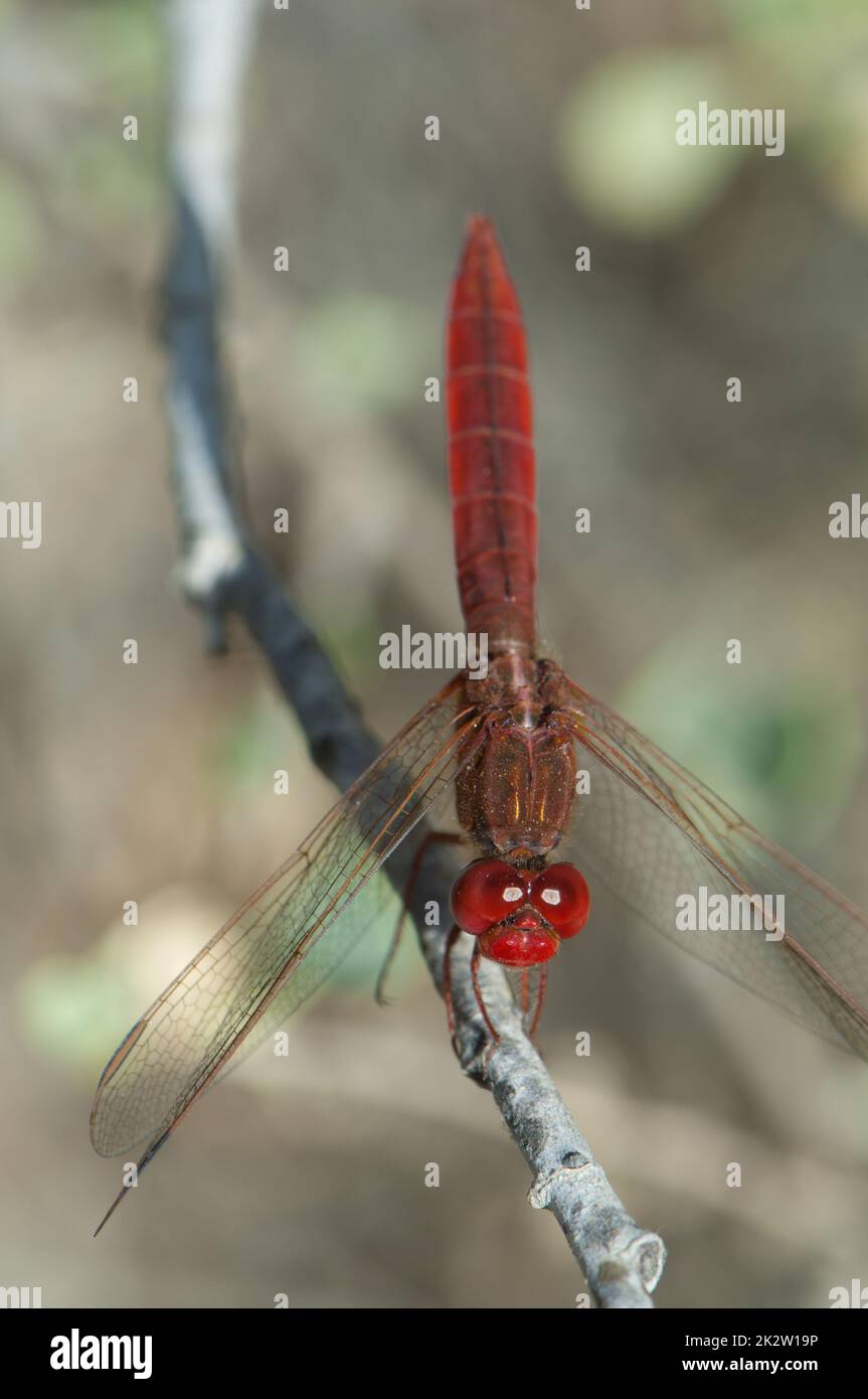 Scharlach-Libelle Crocothemis erythraea an einem Ast. Stockfoto