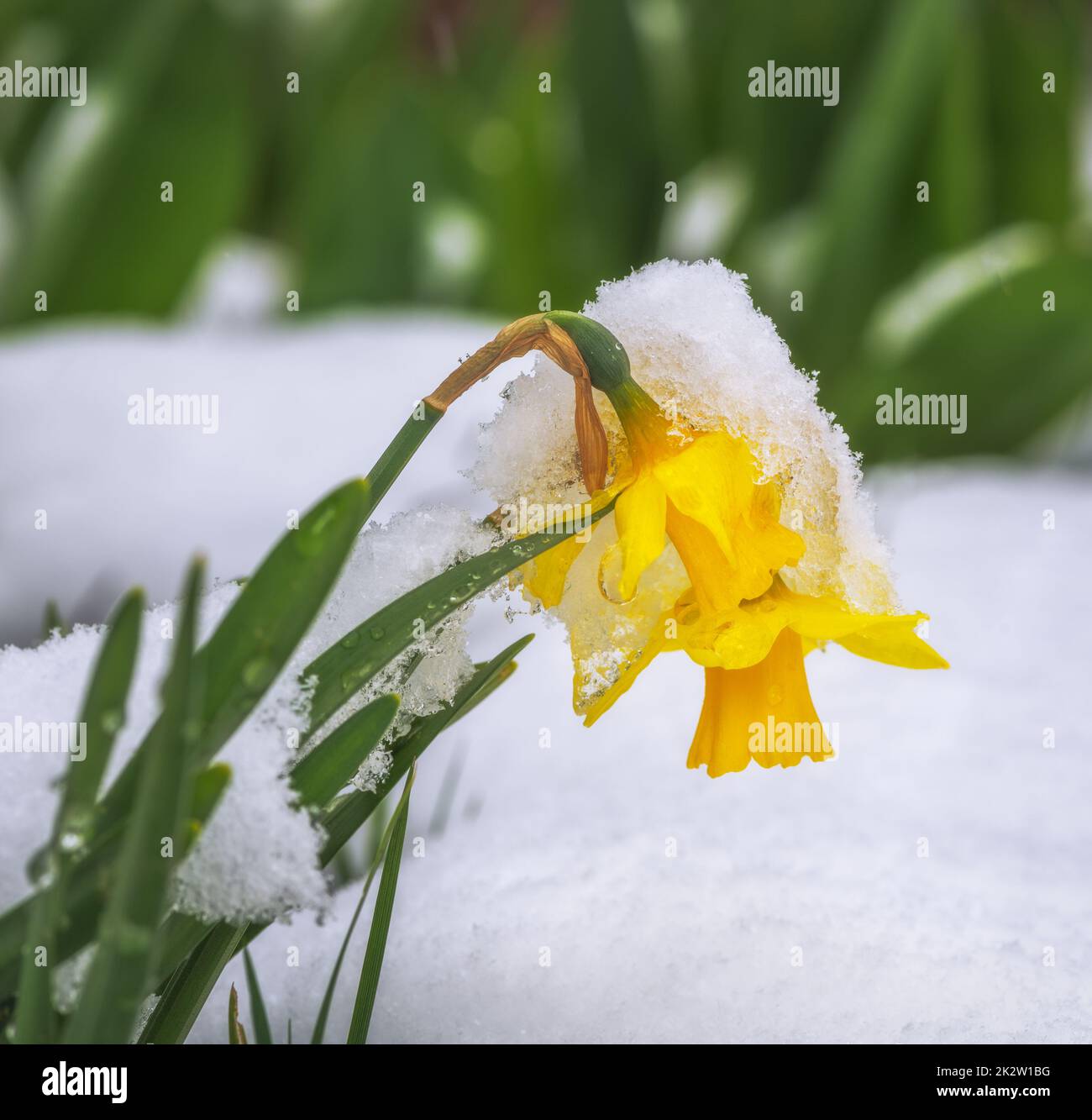 Gelbe Narzolsterblumen im Schnee Stockfoto