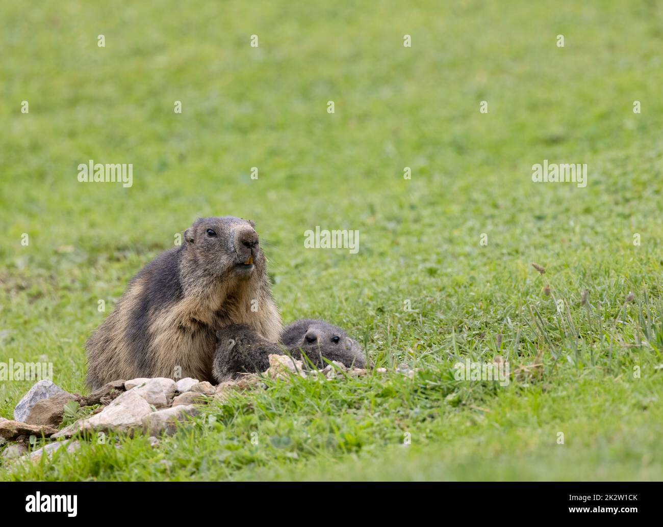 Marmot in der Nähe von Tignes, Tarentaise-Tal, Departement Savoie, Region Auvergne-Rhone-Alpes, Frankreich Stockfoto