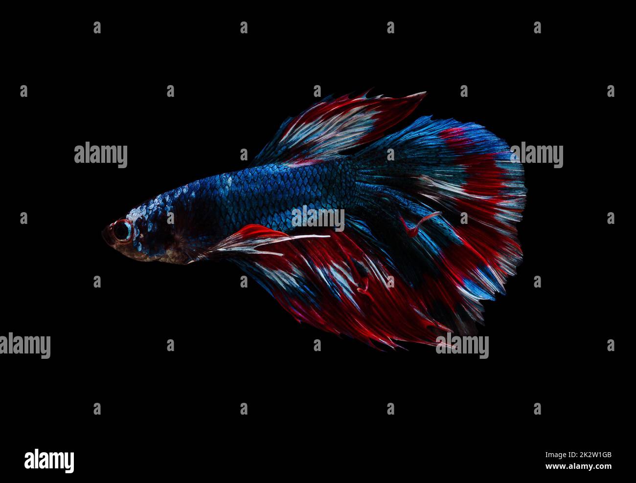 Blauer und roter Halbmond-Betta-Splendens-Fisch (siamesischer Kampffffisch) auf schwarzem Hintergrund. Stockfoto