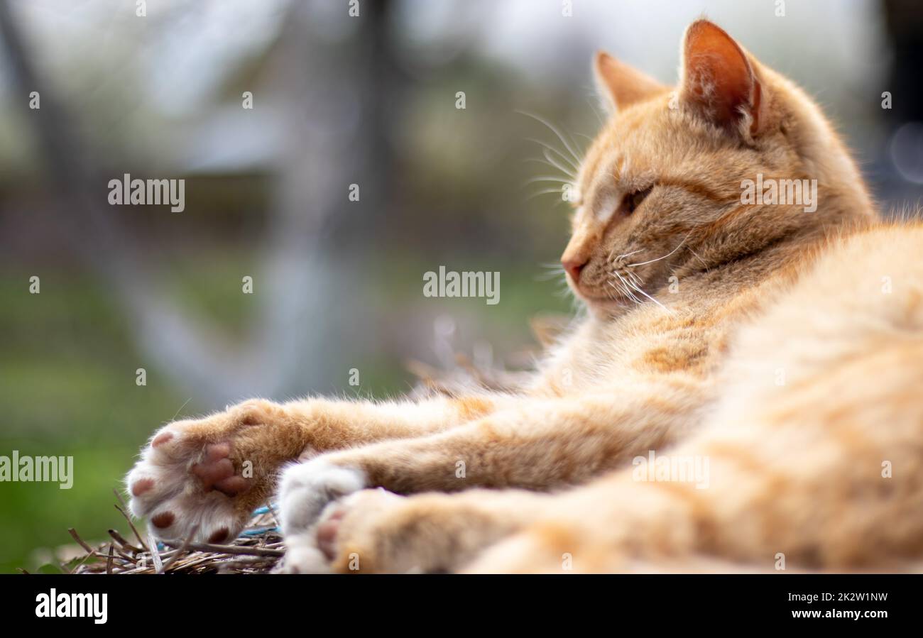 Nahaufnahme einer roten Hauskatze, die an einem warmen Sommertag friedlich im Heu ruht. Eine lustige Katze mit orangefarbenen Streifen sonnt sich in der Sonne. Ein süßes Haustier sonnt sich unter der Frühlingssonne auf trockenem Gras. Speicherplatz kopieren. Stockfoto