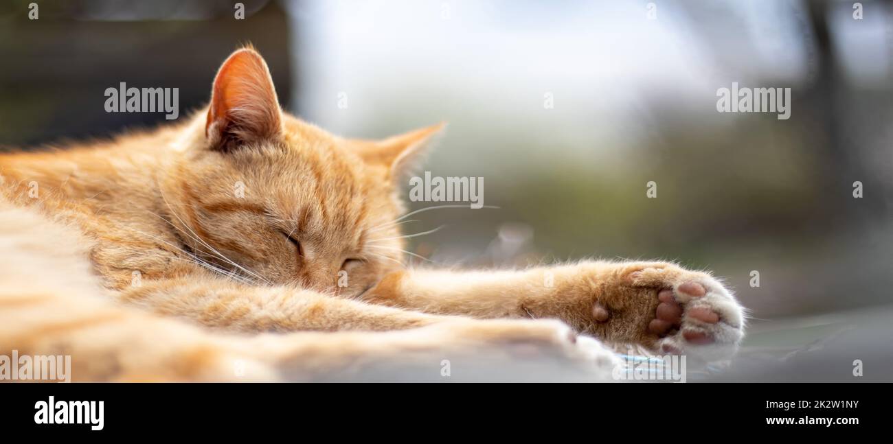 Nahaufnahme einer roten Hauskatze, die an einem warmen Sommertag friedlich im Heu schläft. Die lustige orangefarbene Tabby-Katze sonnt sich in der Sonne. Süßes Haustier unter der Frühlingssonne auf trockenem Gras. Banner mit Kopierbereich. Stockfoto