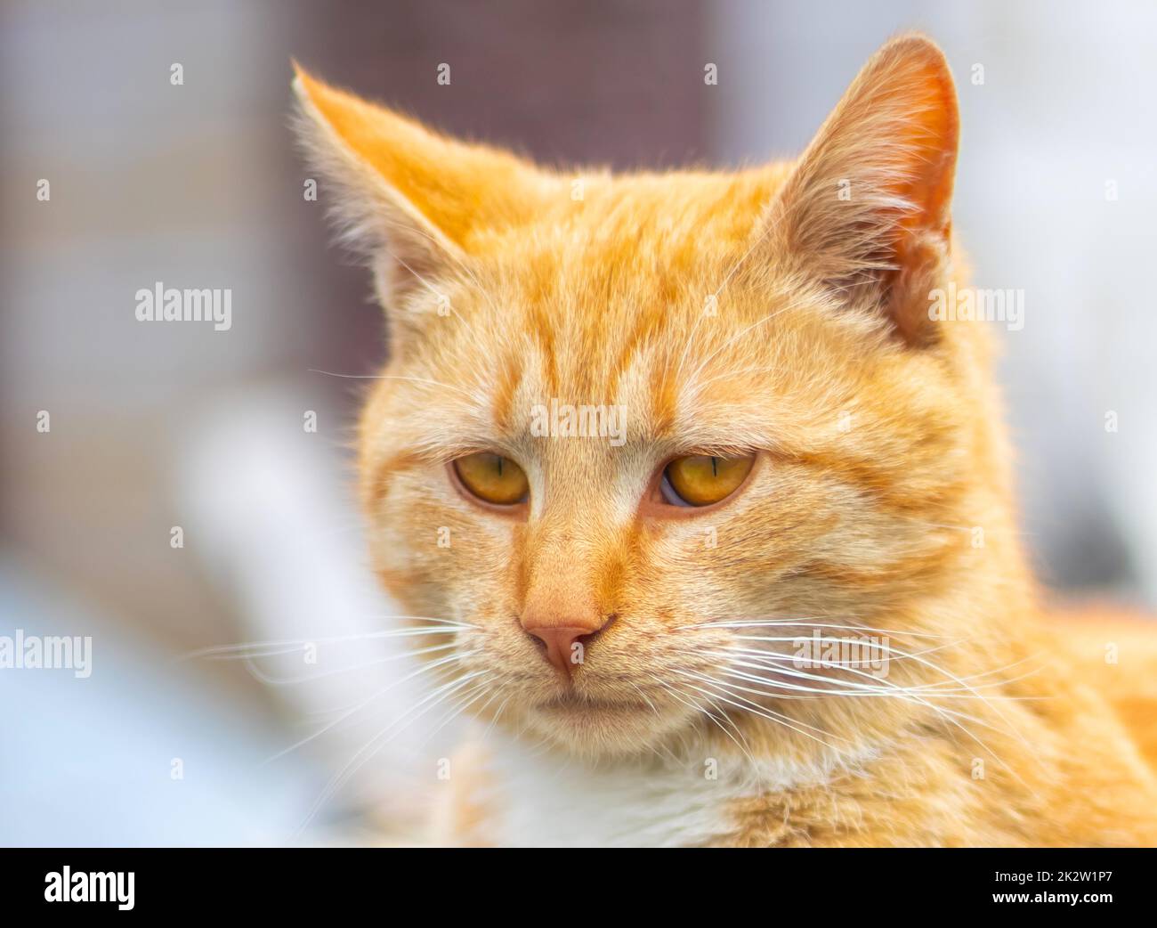 Porträt einer roten Katze auf unscharfem Hintergrund. Rotes Katzengesicht. Der Begriff der Tiere und Haustiere. Orangefarbene Tabby-Katze. Vorderansicht. Stockfoto