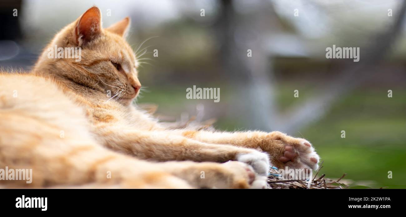 Nahaufnahme einer roten Hauskatze, die an einem warmen Sommertag friedlich im Heu ruht. Die lustige orangefarbene Tabby-Katze sonnt sich in der Sonne. Süßes Haustier unter der Frühlingssonne auf trockenem Gras. Banner mit Kopierbereich. Stockfoto