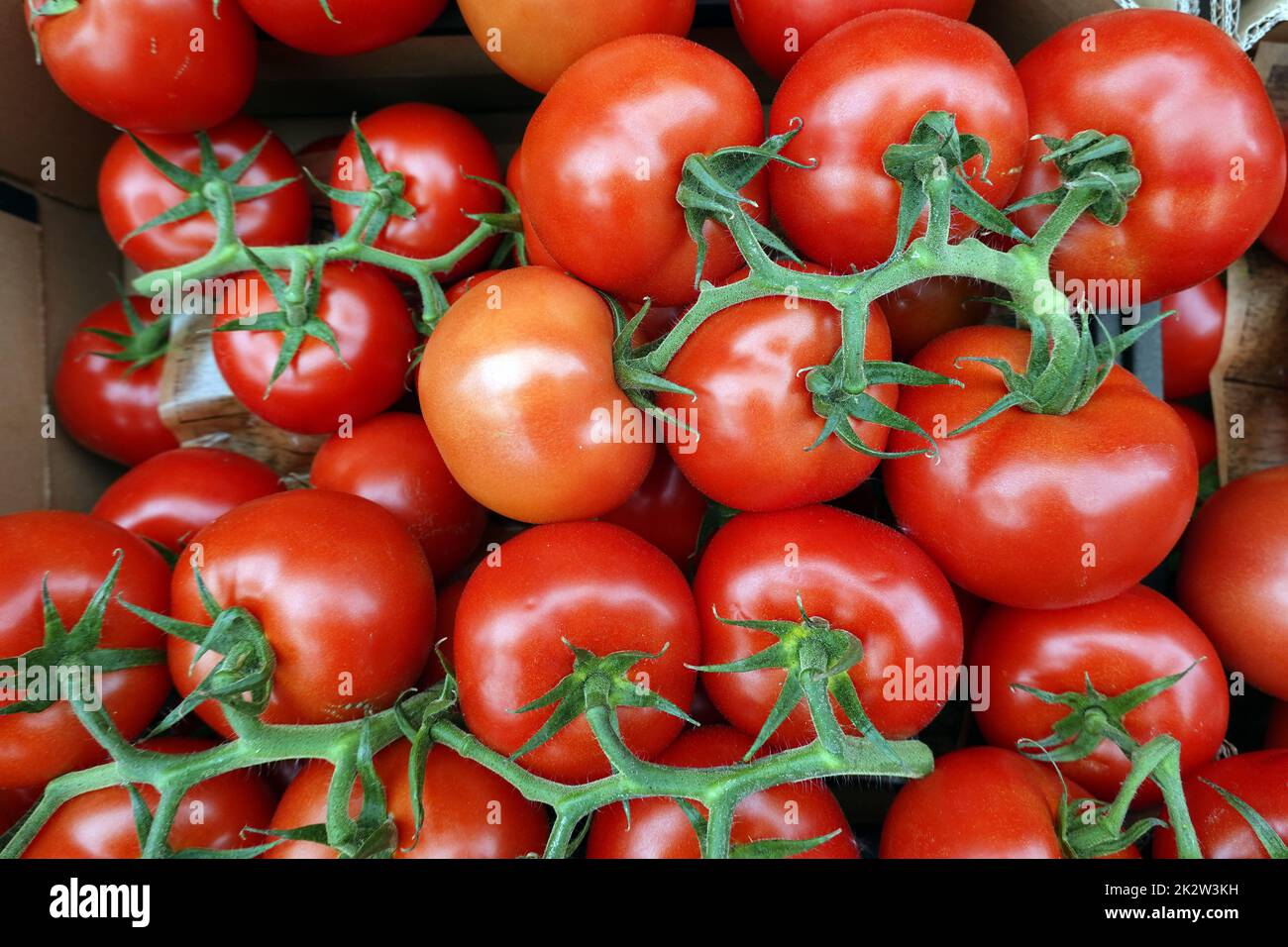 Tomaten (Solanum lycopersicum) im GemÃ¼segeschÃ¤ft Stockfoto