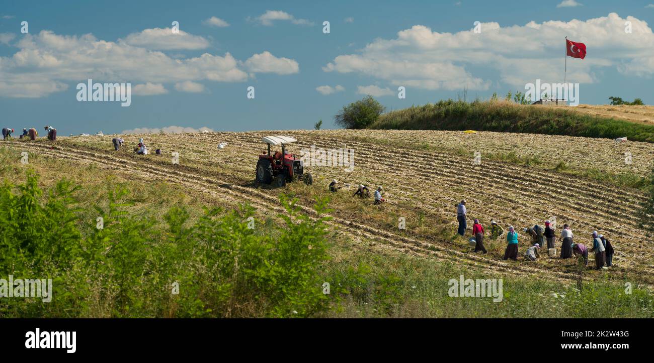 Taskopru, Kastamonu, Türkei, 16. Juli 2021; Arbeiter, die während der Knoblauchernte auf dem Feld arbeiten. Stockfoto
