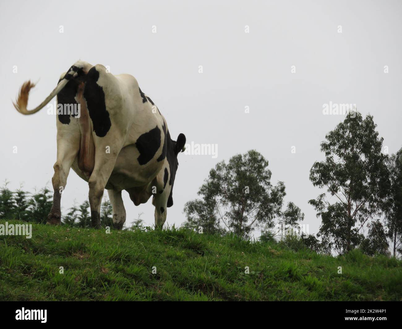 Schöne Kühe Wiesen Weiden Tiere pflanzenfressenden Bauernhof Stockfoto