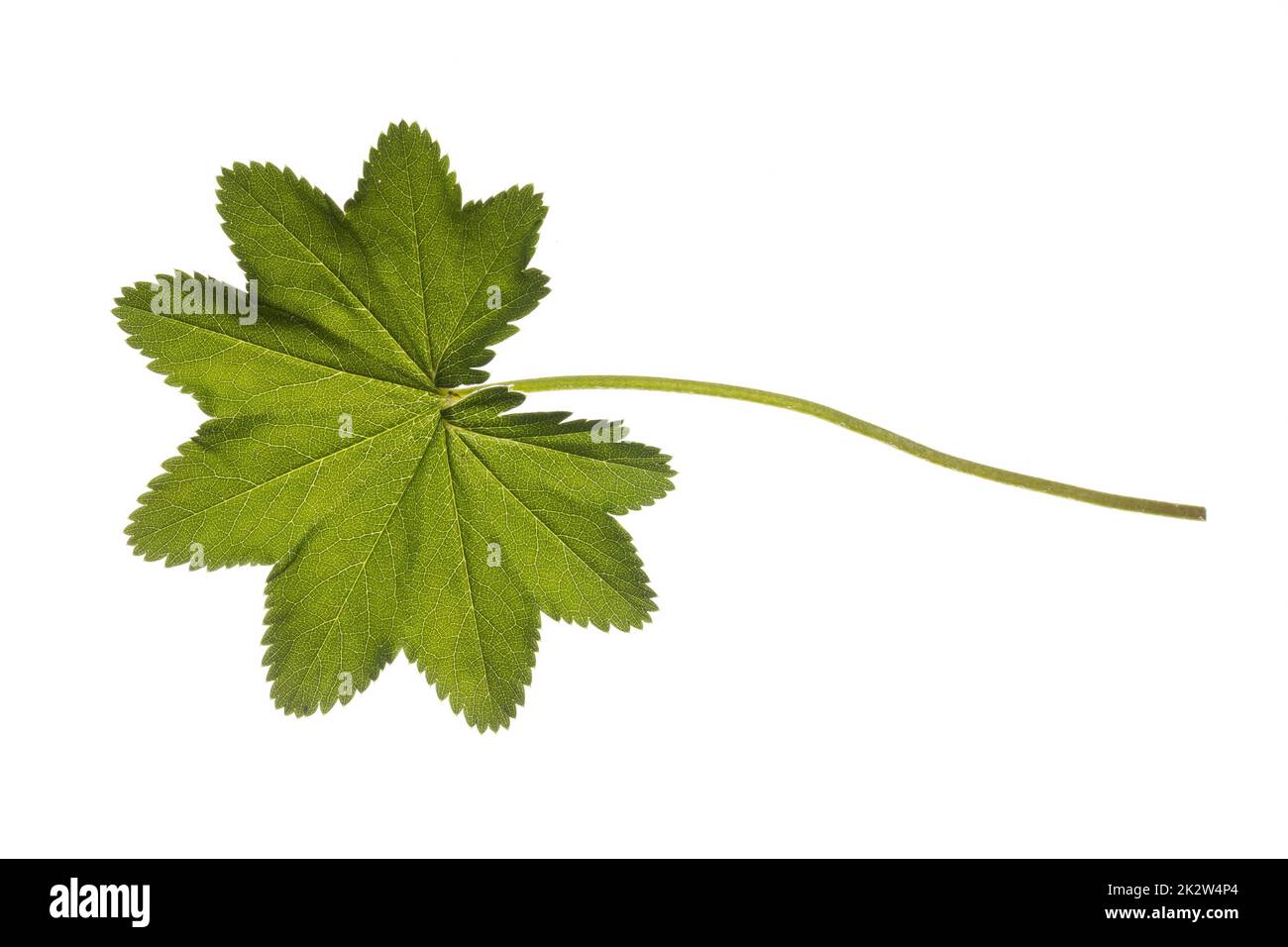 Gewöhnlicher Frauenmantel, Frauenmantel, Alchemilla vulgaris, Lady´s Mantle, Blatt, Blätter, Blatt, Blätter Stockfoto