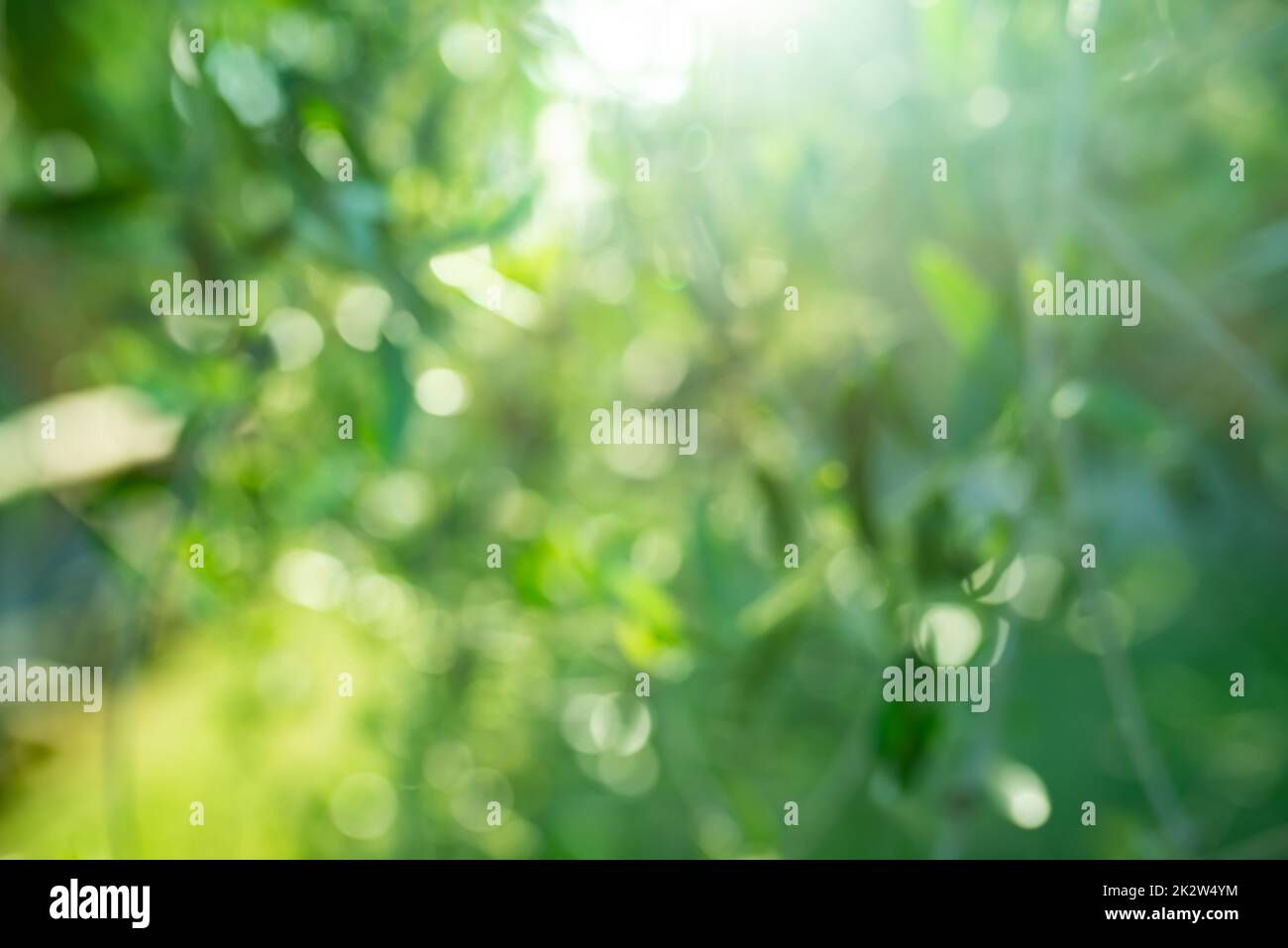 Grün verschwommener Naturhintergrund Stockfoto