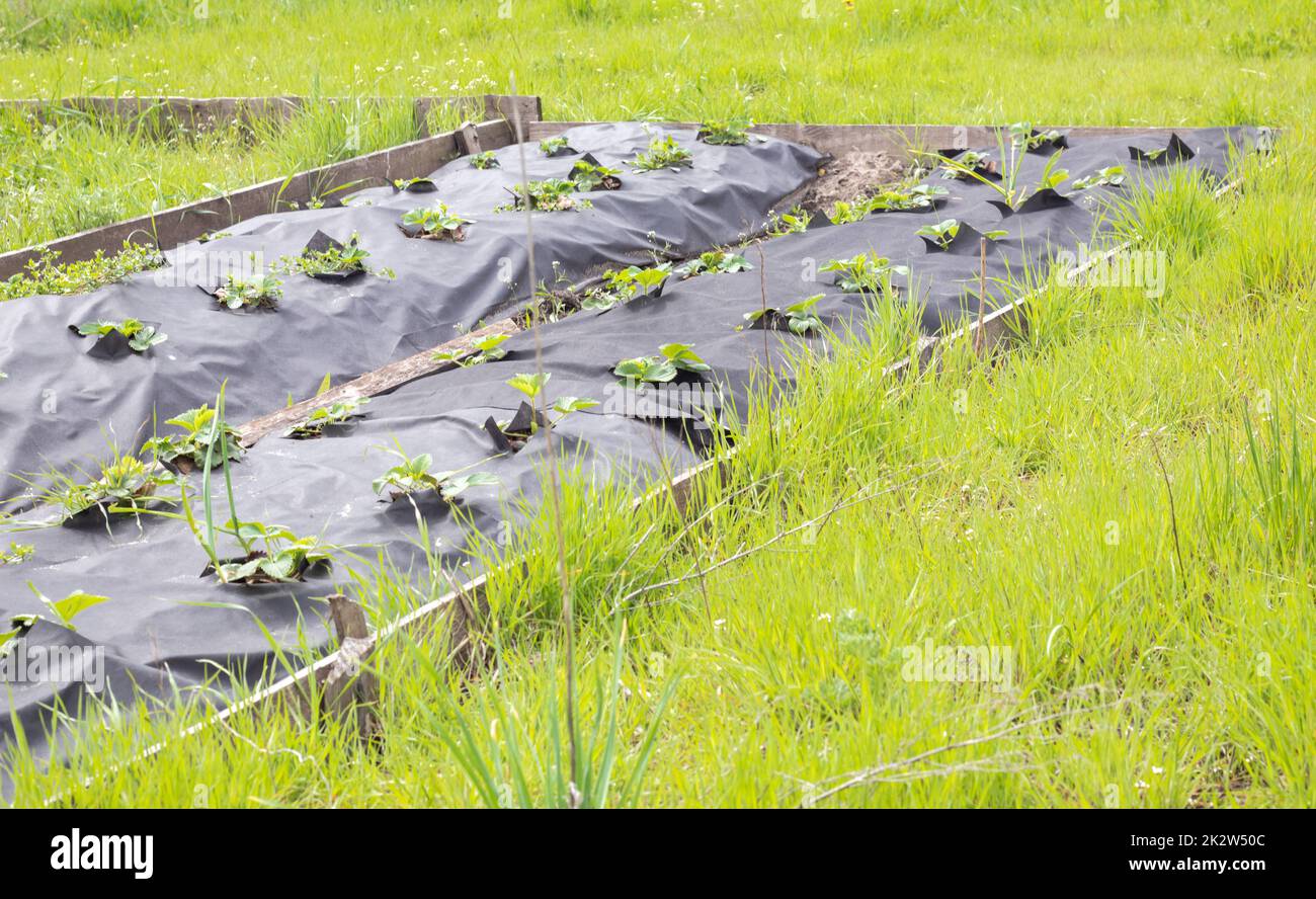 Schöne lange Erdbeerbeete mit schwarzer Agrofaser. Eine grüne Erdbeerpflanze in einem dunkelschwarzen Spinnvogel-Loch im Boden. Anwendung moderner Technologien für den Erdbeeranbau. Stockfoto