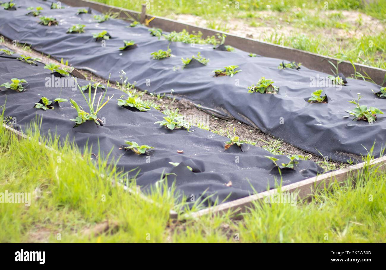 Schöne lange Erdbeerbeete mit schwarzer Agrofaser. Eine grüne Erdbeerpflanze in einem dunkelschwarzen Spinnvogel-Loch im Boden. Anwendung moderner Technologien für den Erdbeeranbau. Stockfoto