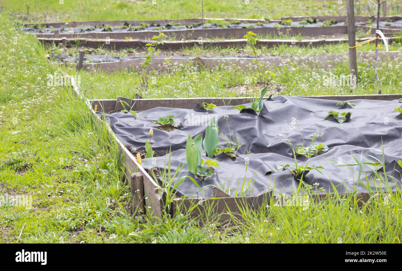 Schöne lange Erdbeerbeete mit schwarzer Agrofaser. Eine grüne Erdbeerpflanze in einem dunkelschwarzen Spinnvogel-Loch im Boden. Anwendung moderner Technologien für den Erdbeeranbau. Stockfoto