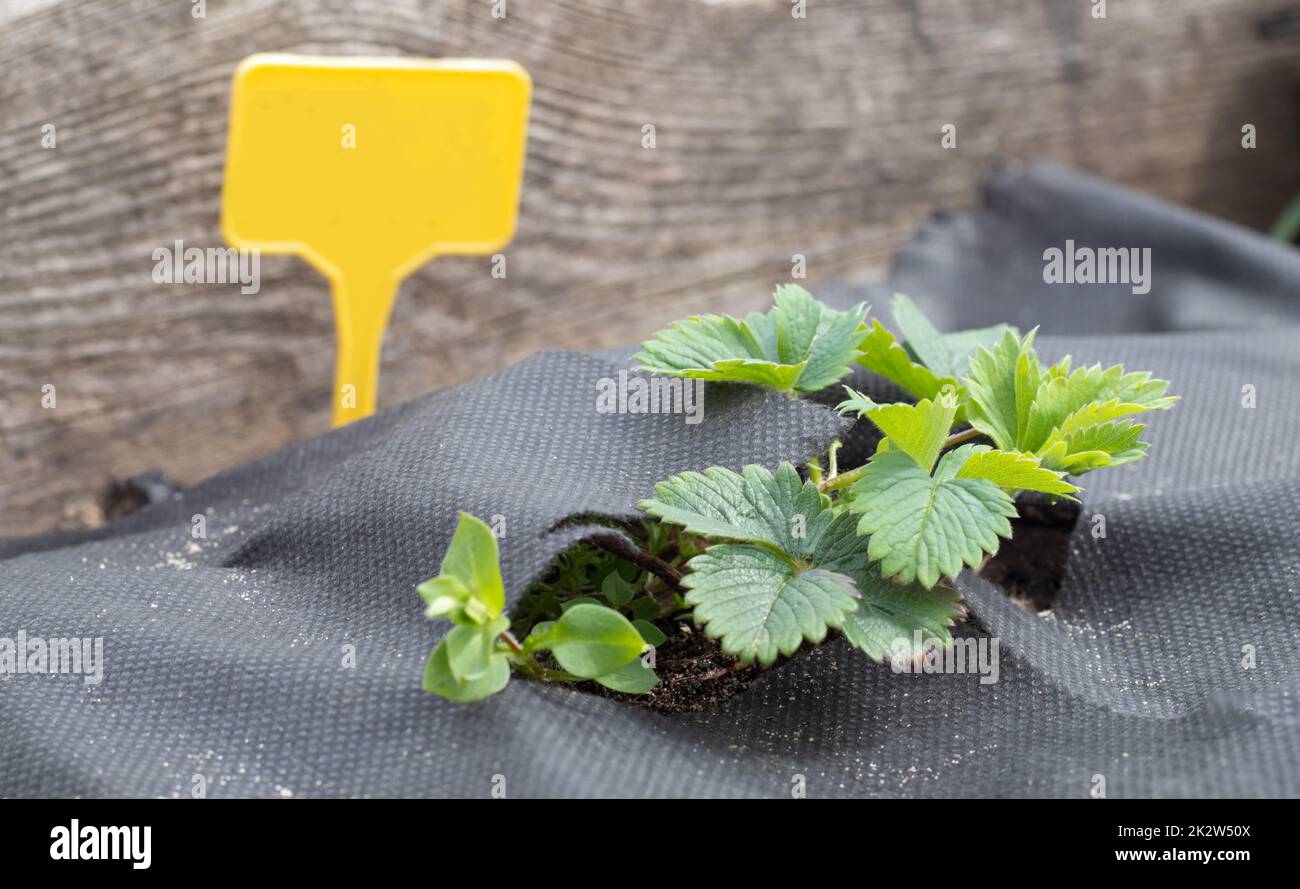 Erdbeeren im Frühlingsgarten mit einem gelben Gartenetikett zur Etikettierung. Organische Erdbeeren mit grünen Blättern, die auf dem Feld wachsen. Erdbeerbusch auf der Plantage. Stockfoto