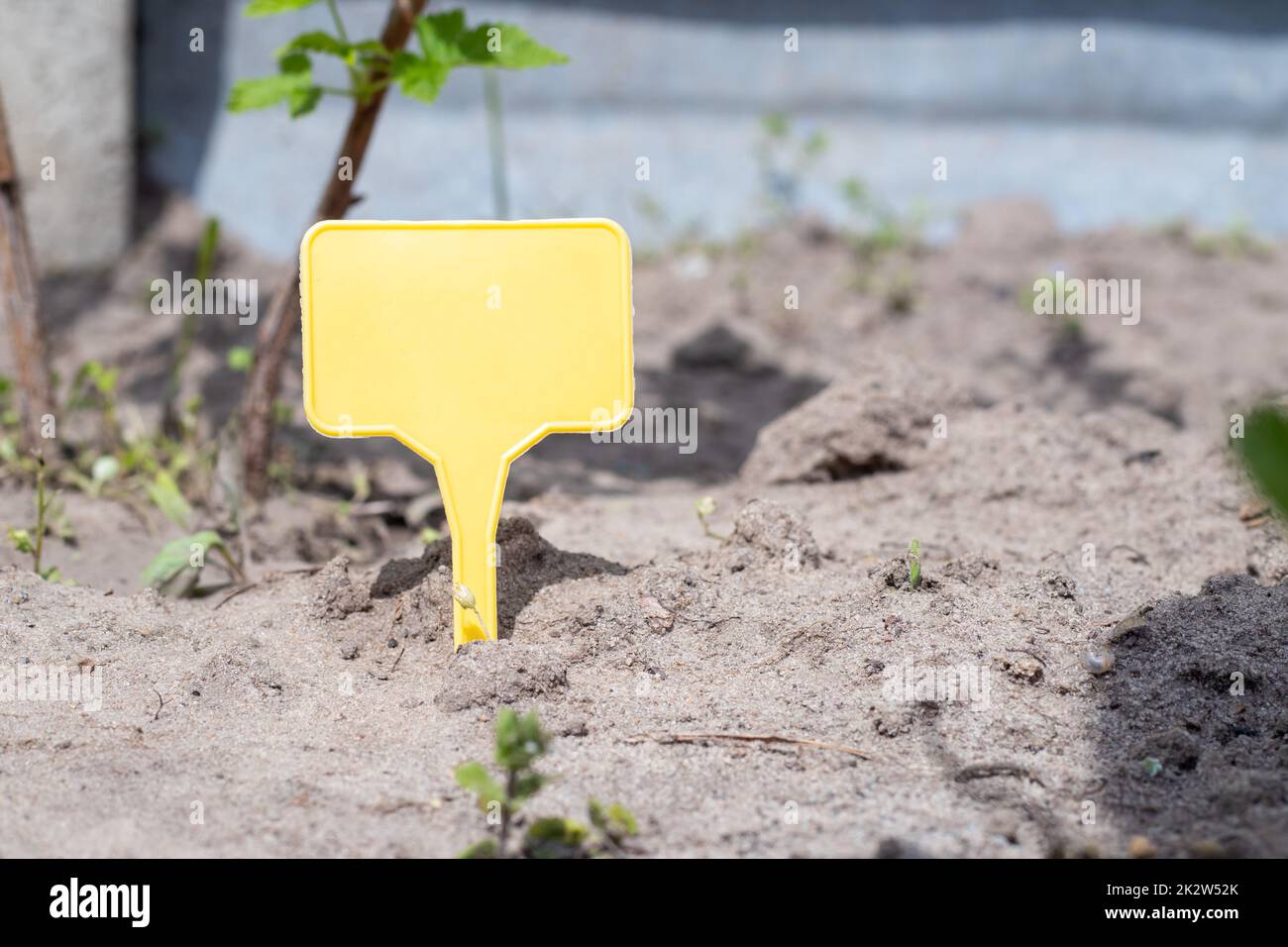 Ein gelber Kunststoff-Gartenmarker, der auf eine Pflanze im Garten hinweist. Beschriften Sie den Garten zur Markierung. Eine wiederverwendbare Platte dient zur Anzeige von Informationen über gepflanztes Erntegut. Stockfoto