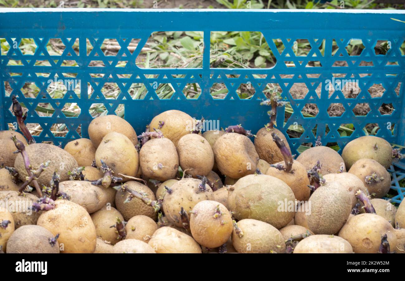 Kartoffeln zum Anpflanzen mit gekeimten Sprossen in einer Plastikbox. Gezüchtete alte Pflanzkartoffeln. Kartoffelknollenkeimlinge. Das Konzept der Landwirtschaft und des Gartenbaus, des Anbaus und der Pflege von Gemüse. Stockfoto