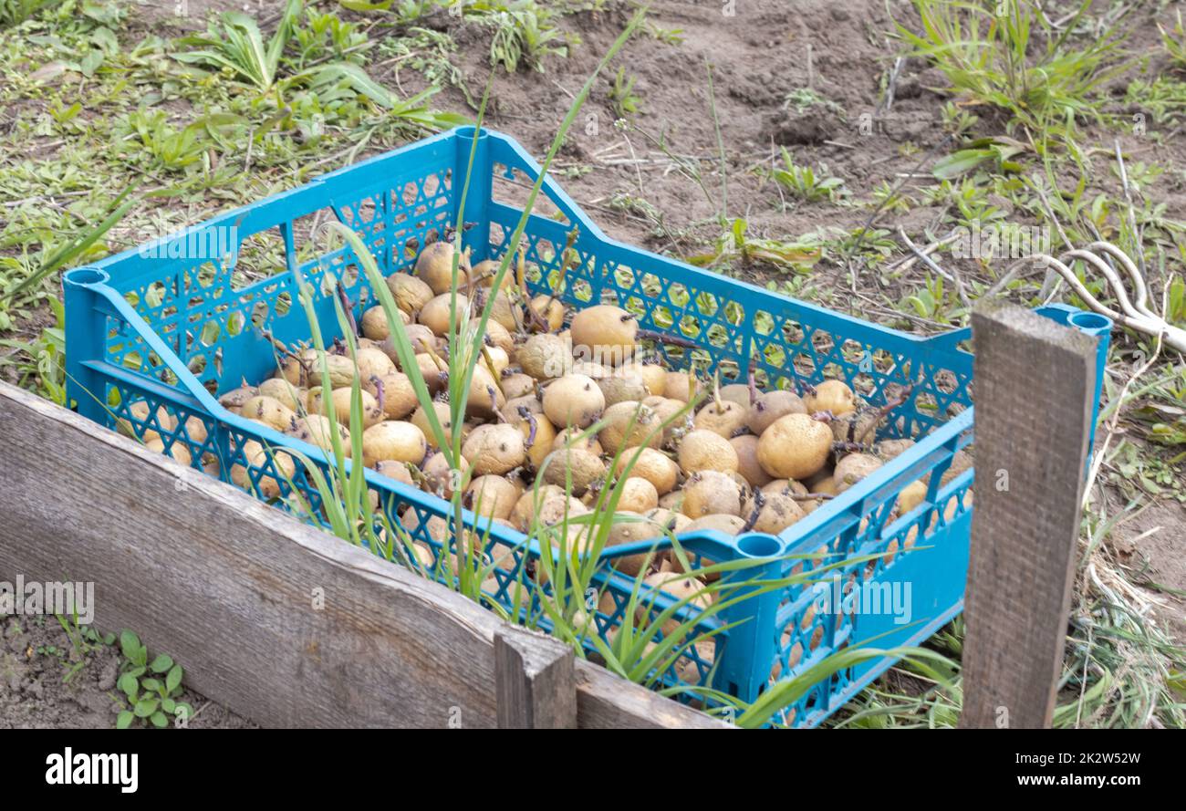 Kartoffeln zum Anpflanzen mit gekeimten Sprossen in einer Plastikbox. Gezüchtete alte Pflanzkartoffeln. Kartoffelknollenkeimlinge. Das Konzept der Landwirtschaft und des Gartenbaus, des Anbaus und der Pflege von Gemüse. Stockfoto
