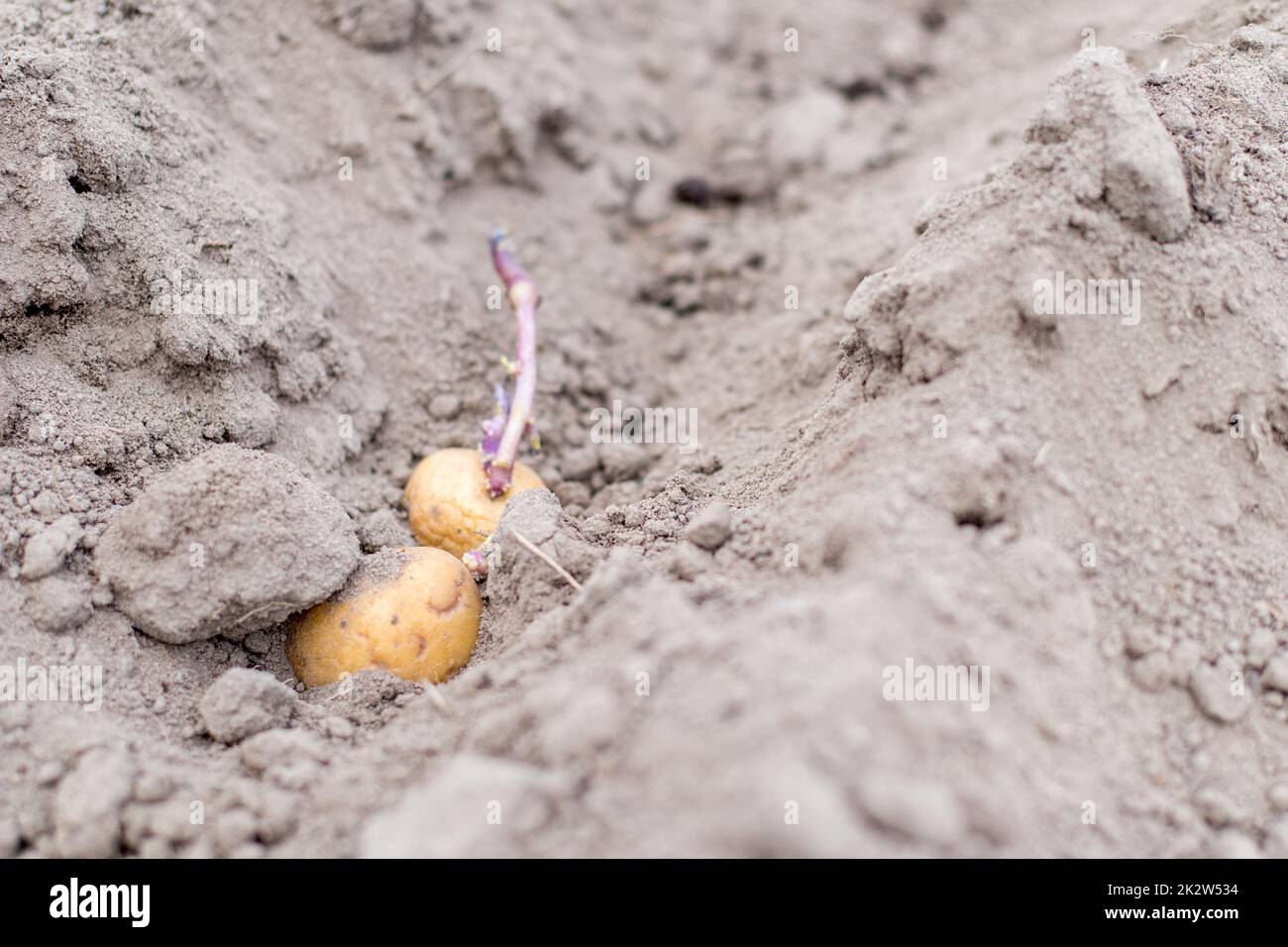 Kartoffelknollen im Boden beim Anpflanzen. Selektiver Fokus. Frühjahrsvorbereitung für die Gartensaison. Kartoffelknolle Nahaufnahme in einem Loch im Boden. Pflanzkartoffeln. Saisonarbeit. Stockfoto