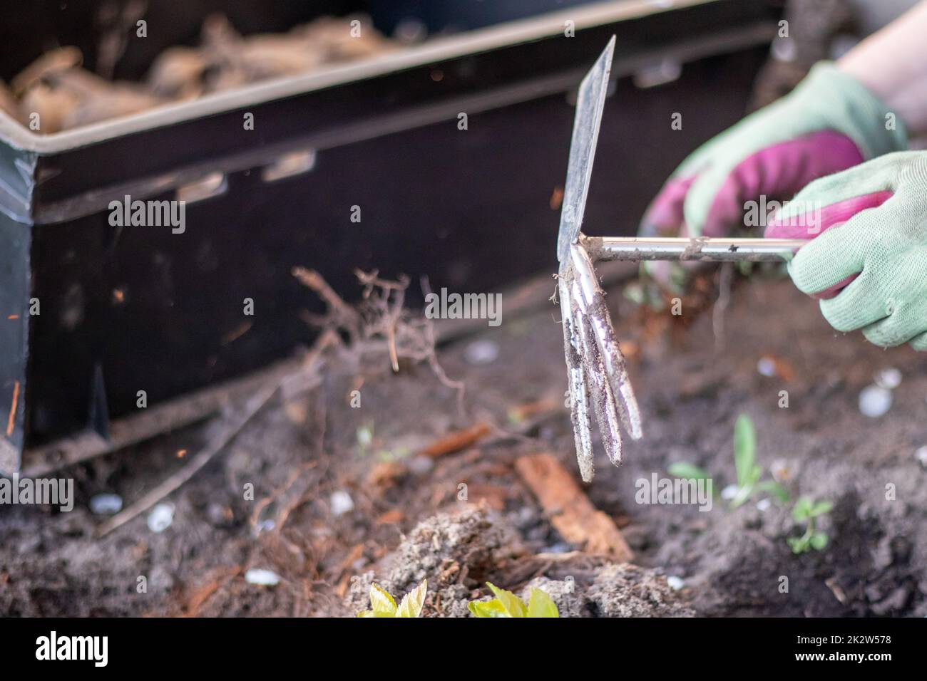 Der Gärtner reißt den Boden zum Pflanzen. Um im Garten zu arbeiten. Frauenhände in Handschuhen halten ein Gartenwerkzeug und lockern den Boden, pflegen und züchten Gartenpflanzen. Pflanzen Sie eine Pflanze im Garten. Stockfoto