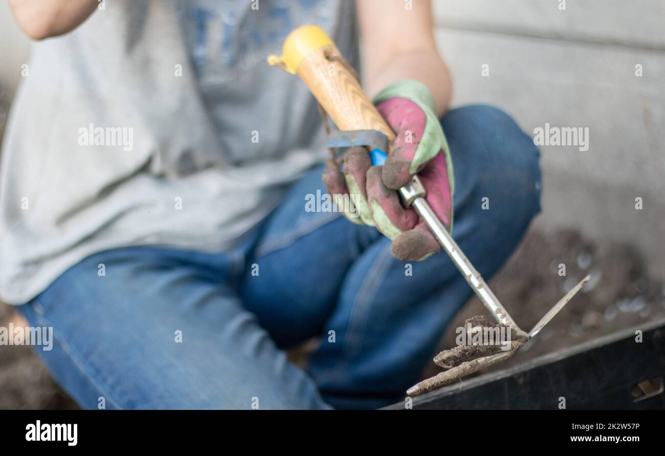Der Gärtner reißt den Boden zum Pflanzen. Um im Garten zu arbeiten. Frauenhände in Handschuhen halten ein Gartenwerkzeug und lockern den Boden, pflegen und züchten Gartenpflanzen. Pflanzen Sie eine Pflanze im Garten. Stockfoto