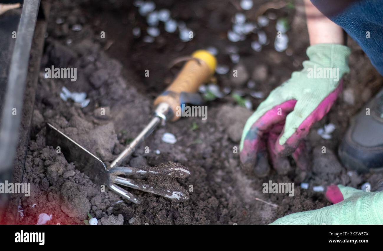 Der Gärtner reißt den Boden zum Pflanzen. Um im Garten zu arbeiten. Frauenhände in Handschuhen halten ein Gartenwerkzeug und lockern den Boden, pflegen und züchten Gartenpflanzen. Pflanzen Sie eine Pflanze im Garten. Stockfoto