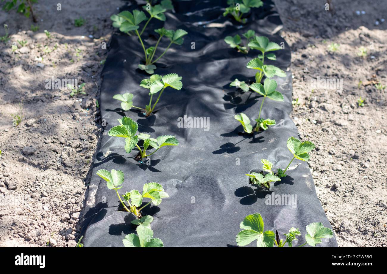Schöne lange Erdbeerbeete mit schwarzer Agrofaser. Eine grüne Erdbeerpflanze in einem dunkelschwarzen Spinnvogel-Loch im Boden. Anwendung moderner Technologien für den Erdbeeranbau. Stockfoto