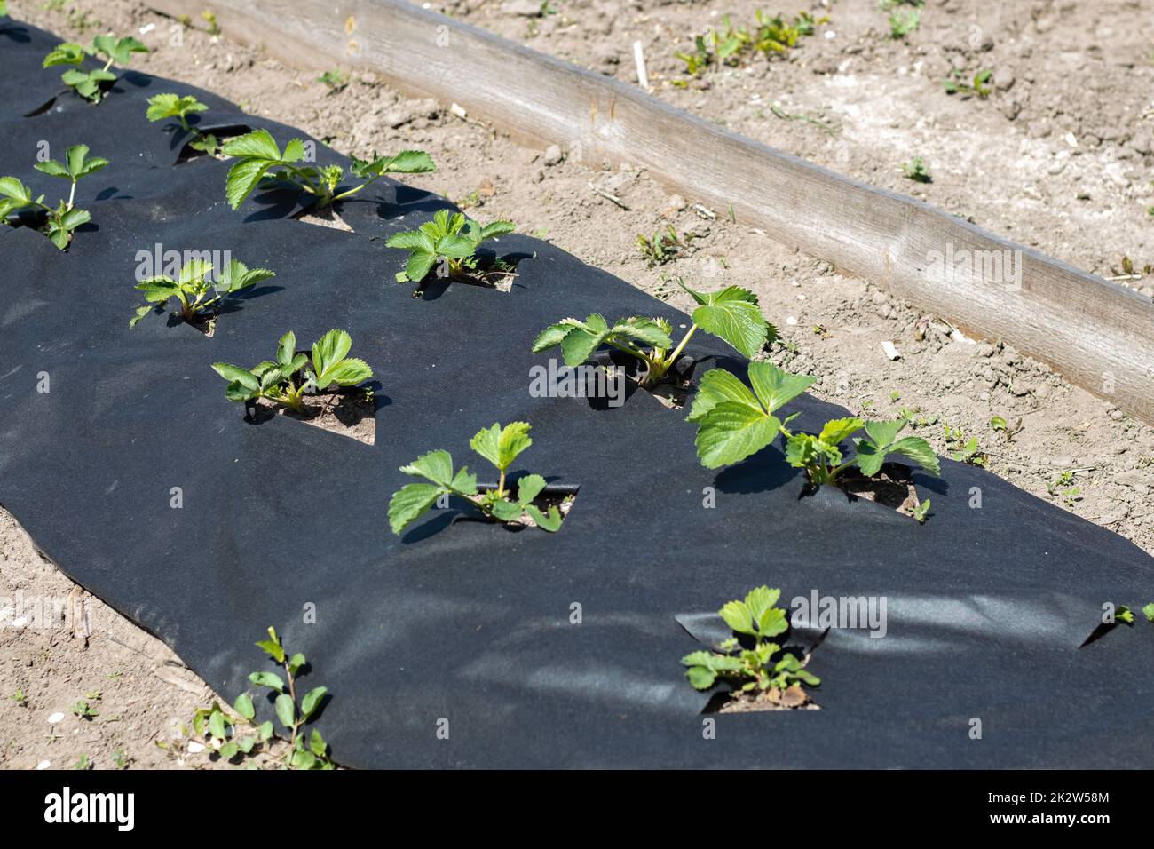 Schöne lange Erdbeerbeete mit schwarzer Agrofaser. Eine grüne Erdbeerpflanze in einem dunkelschwarzen Spinnvogel-Loch im Boden. Anwendung moderner Technologien für den Erdbeeranbau. Stockfoto