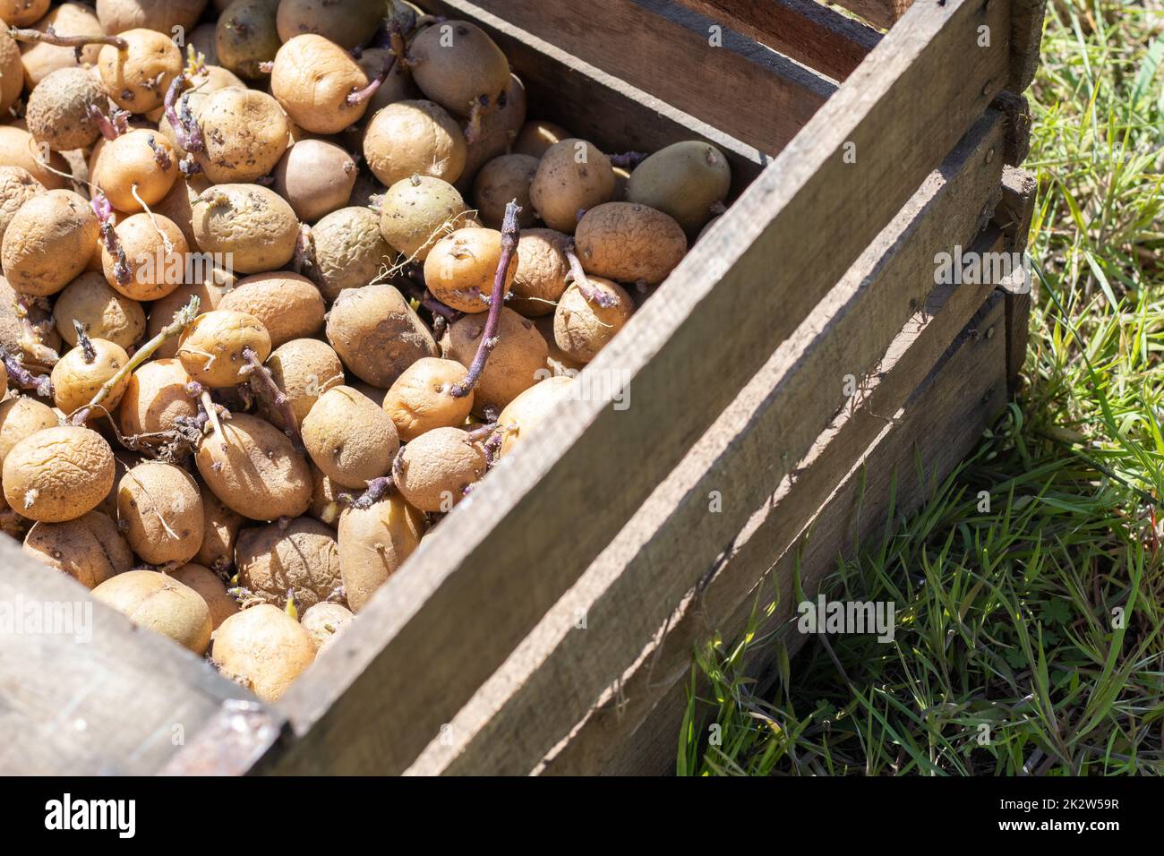 Kartoffeln zum Anpflanzen mit Sprossen in einer Holzkiste. Gezüchtete alte Pflanzkartoffeln. Kartoffelknollenkeimlinge. Das Konzept der Landwirtschaft und des Gartenbaus, des Anbaus und der Pflege von Gemüse. Stockfoto