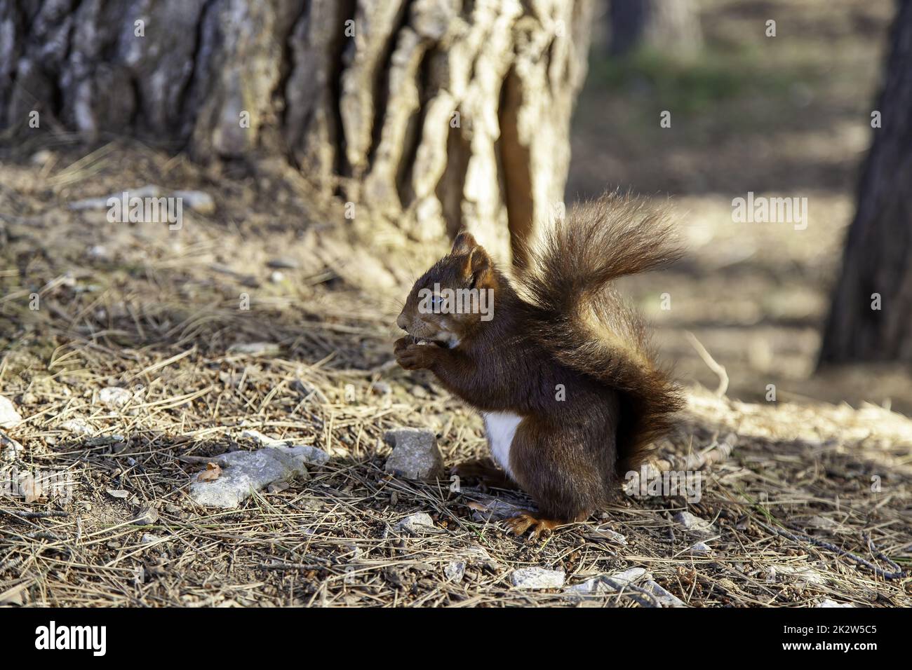 Wildes Eichhörnchen im Wald Stockfoto