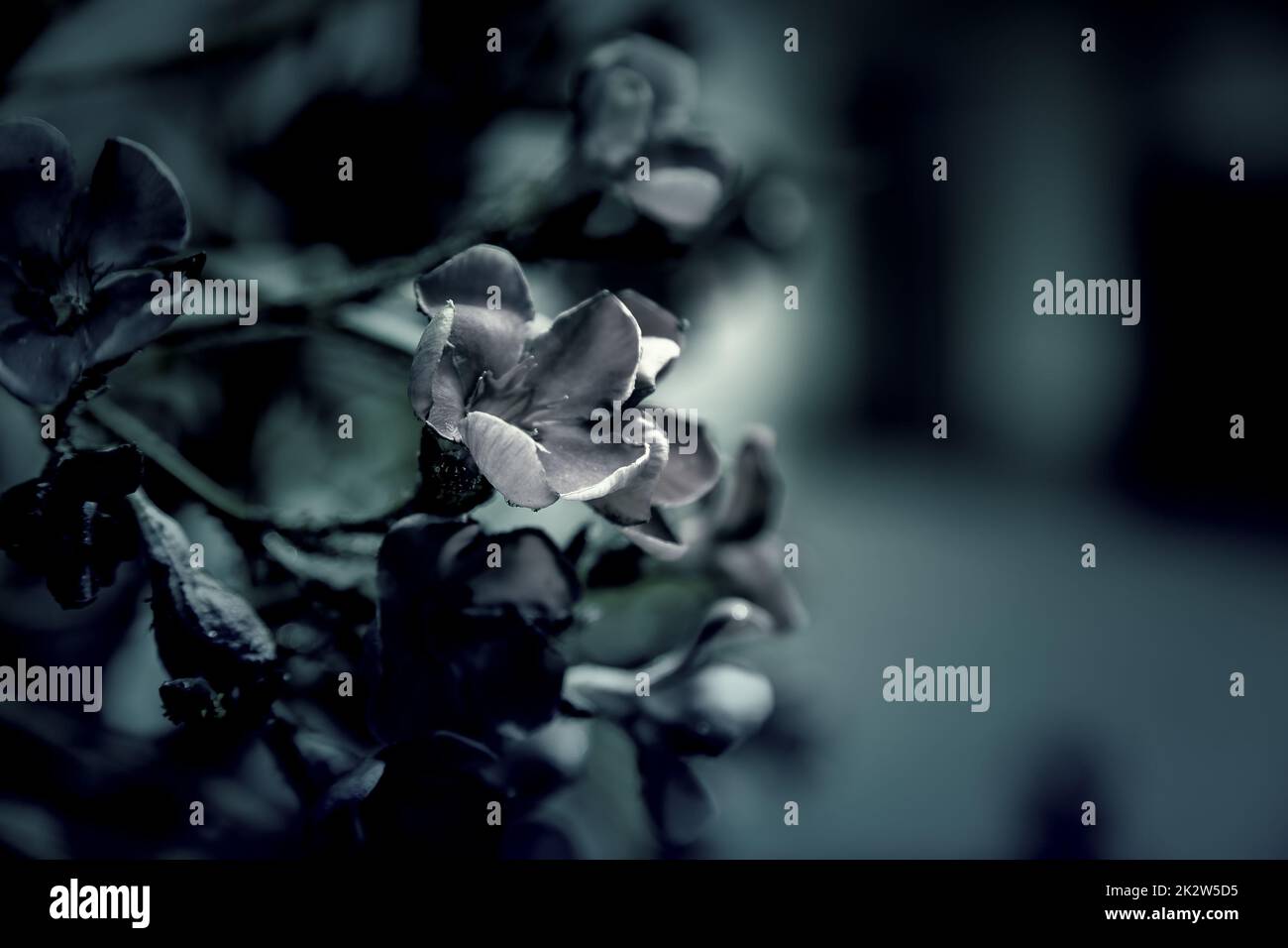 Red rose bouquet -Fotos und -Bildmaterial in hoher Auflösung – Alamy