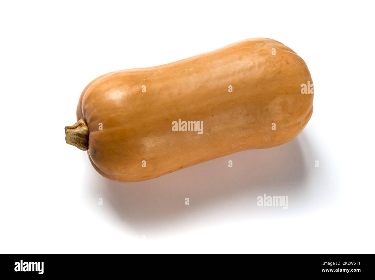 Butternut-Kürbis isoliert auf weißem Hintergrund Stockfoto