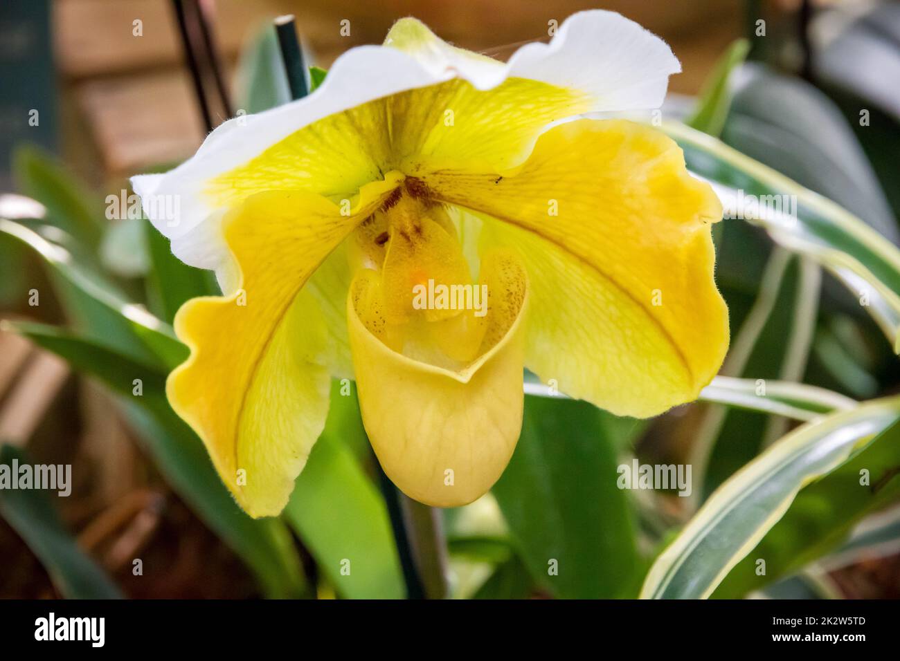 Orchideenblume, gelbes, prächtiges Paphiopedilum Stockfoto