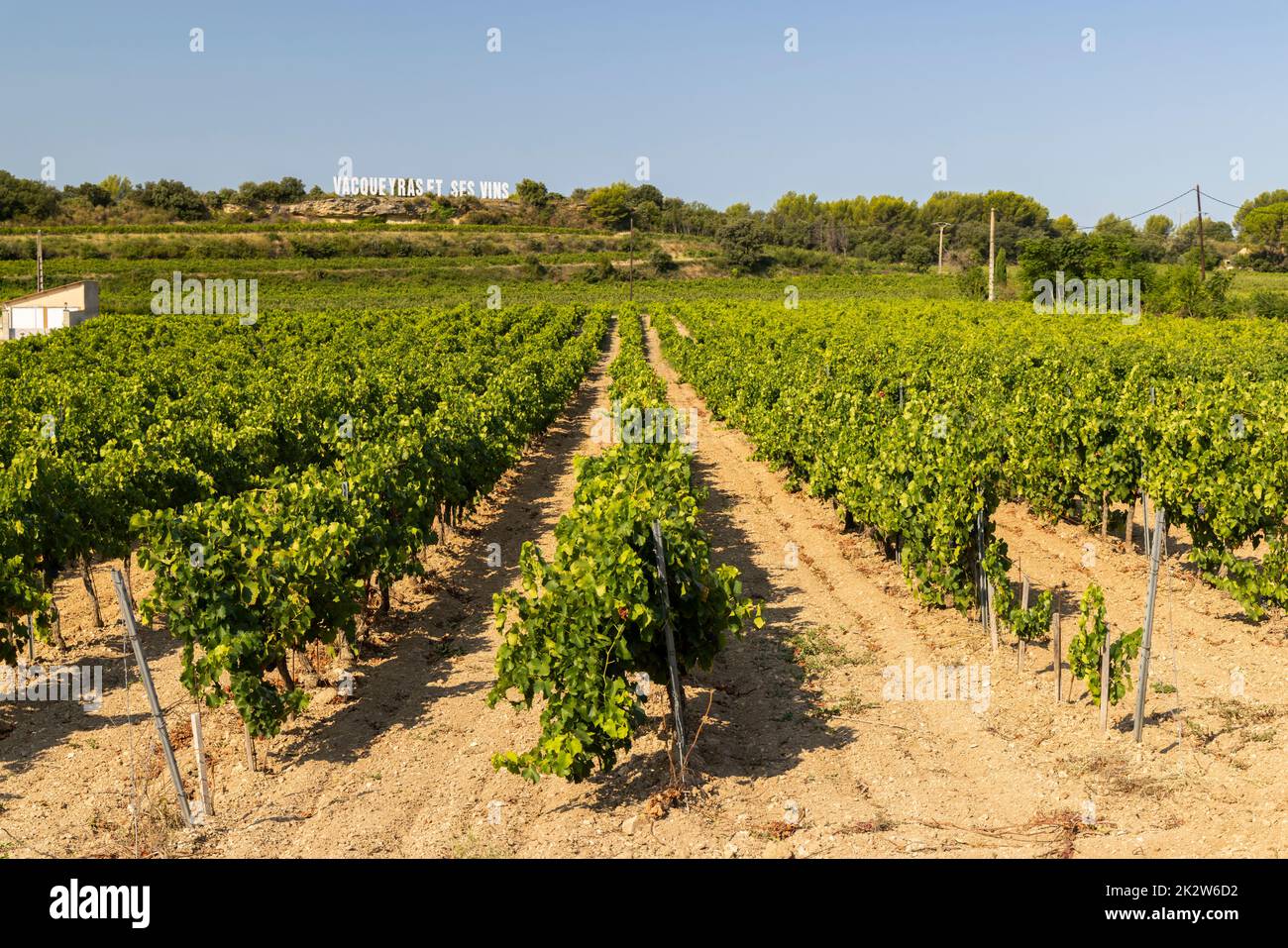 Typischer Weinberg in der Nähe von Vacqueyras, Cotes du Rhone, Frankreich Stockfoto