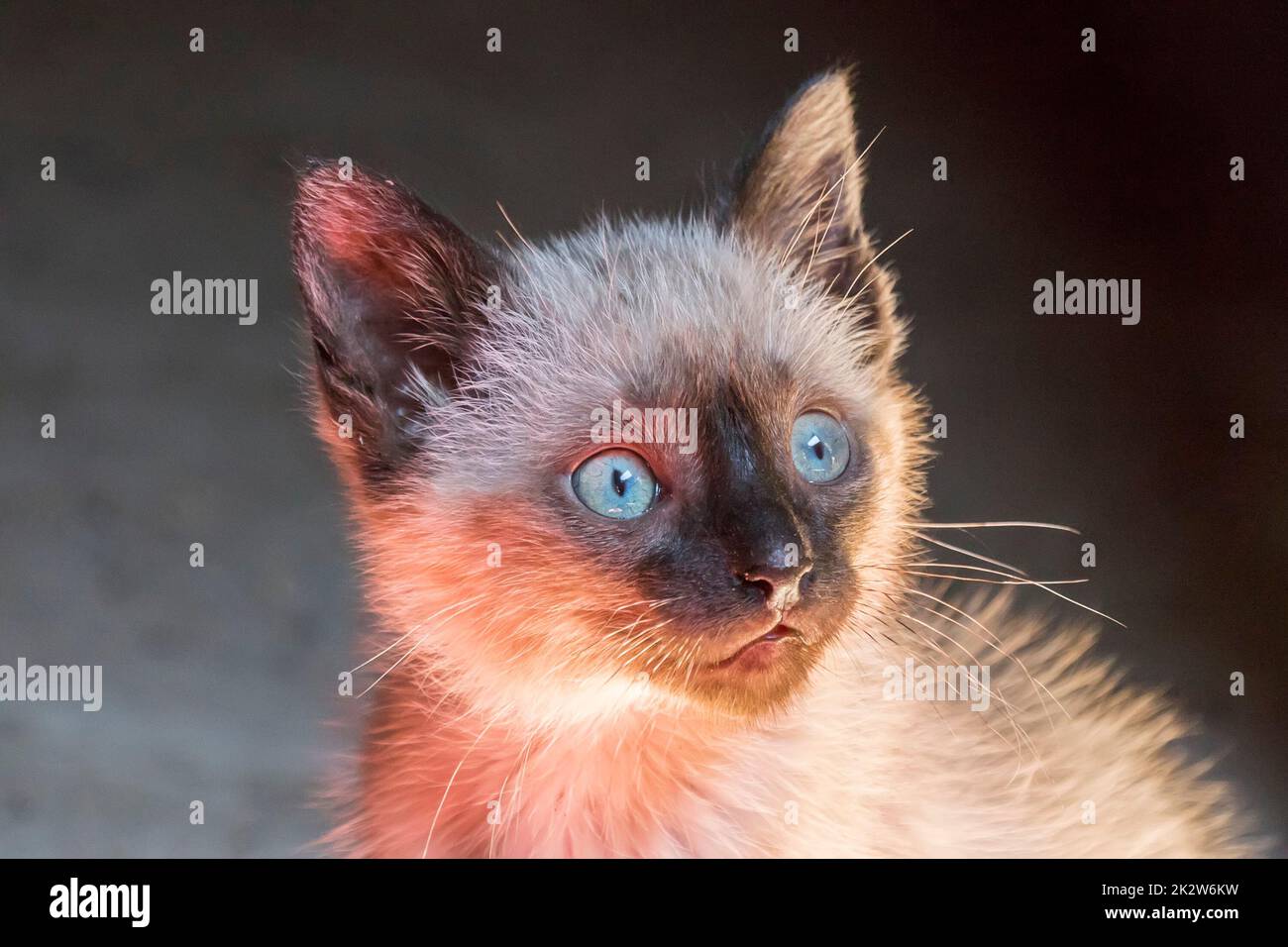 Blauäugiger Katzenkopf, der neugierig und reizend ist Stockfoto