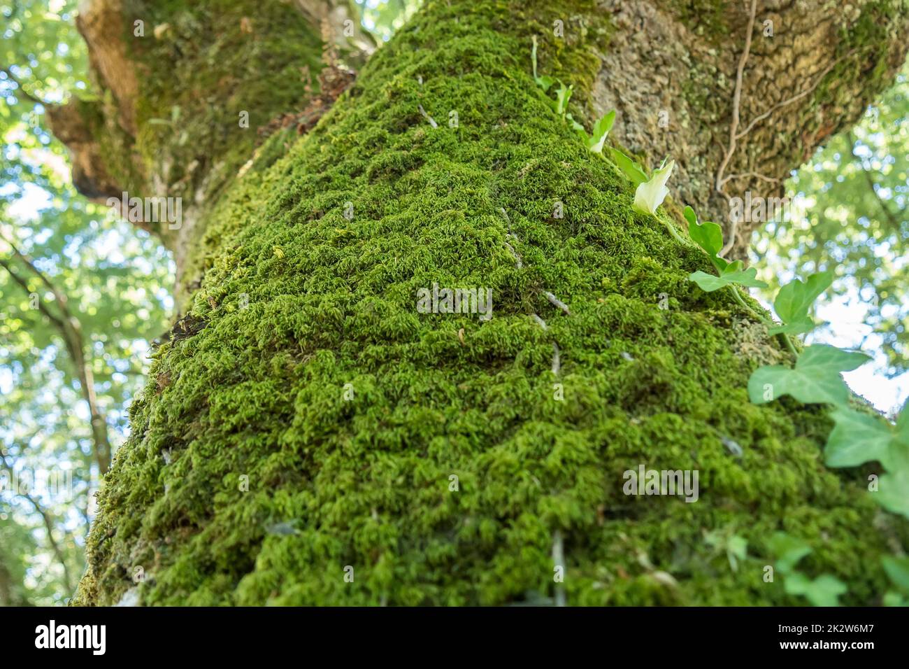 Moos am nördlichen Teil eines Baumstamms Stockfoto