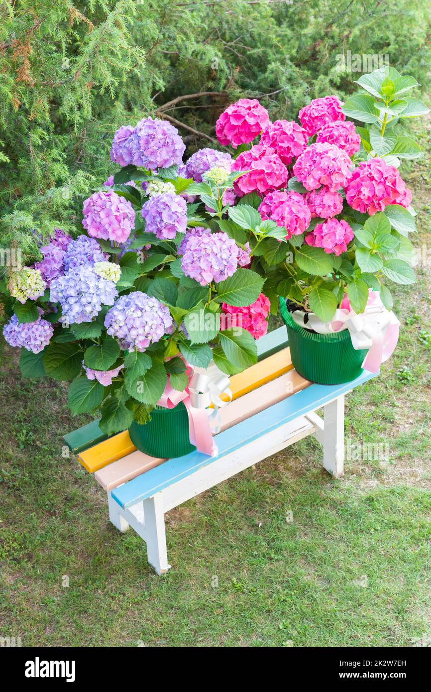 Ortensia Blumen - Hydrangea - als Dekorationsgarten. Romantisches und zartes Geschenk. Stockfoto