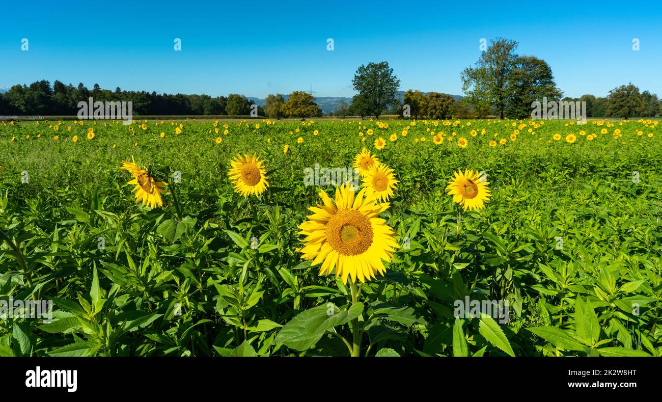 gelbe Sonnenblumen mit Bienen auf einem frisch grünen Feld. Sommer Panorama mit Blumen und Bienen an der Arbeit, blauer Himmel und Wald im Hintergrund Stockfoto