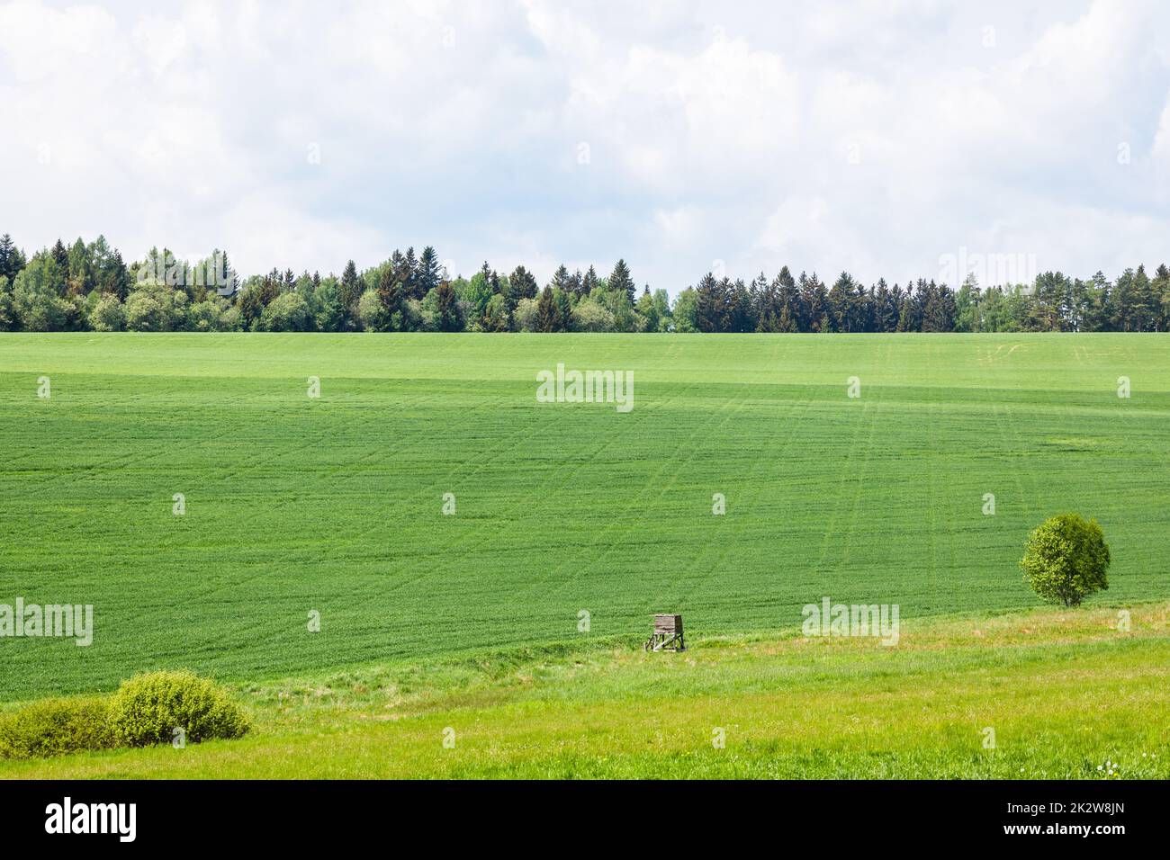 Feld von frischem Gras unter bewölktem Himmel im Sommer Stockfoto