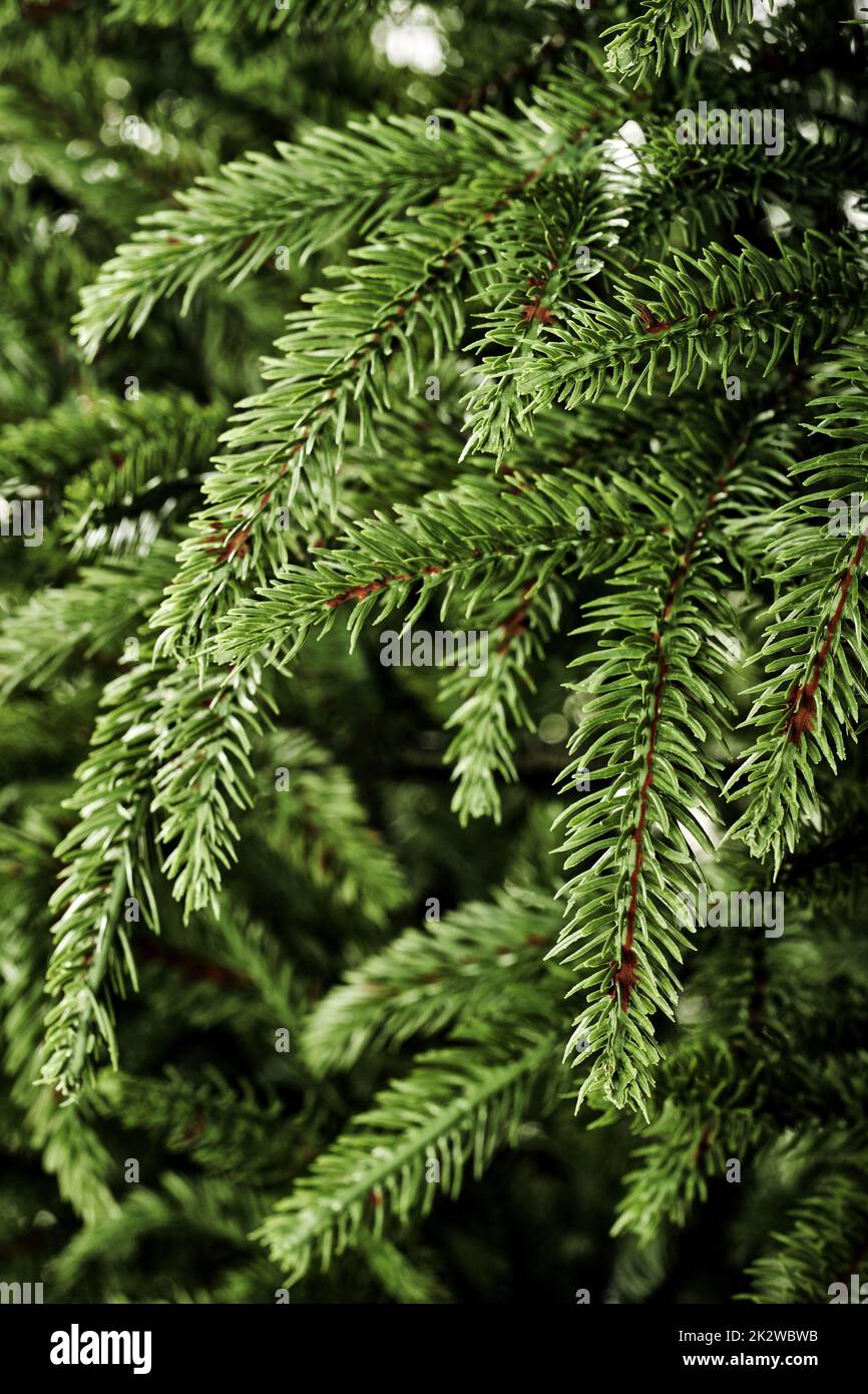 Künstlicher Weihnachtsbaum, grüner Fichtenzweig, Hintergrundtapetendesign mit Nahaufnahme. Umweltfreundliche, gefälschte Neujahrsfichte in leuchtend grüner Farbe, weihnachtsdekoration Stockfoto