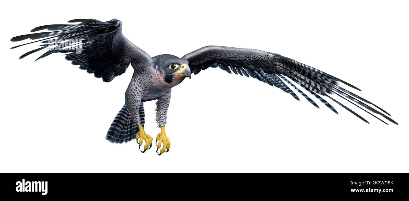 3D Falcon Bird auf Weiß Stockfoto