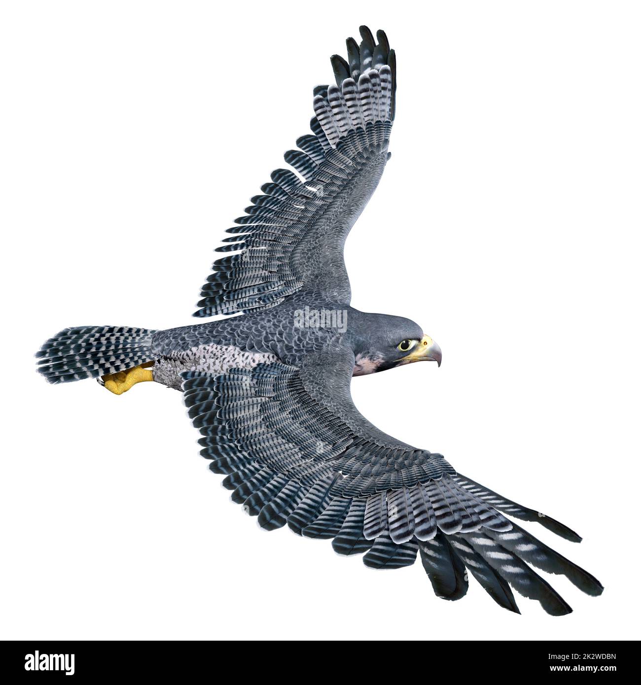 3D Falcon Bird auf Weiß Stockfoto