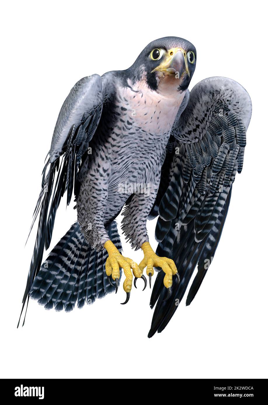3D Falcon Bird auf Weiß Stockfoto