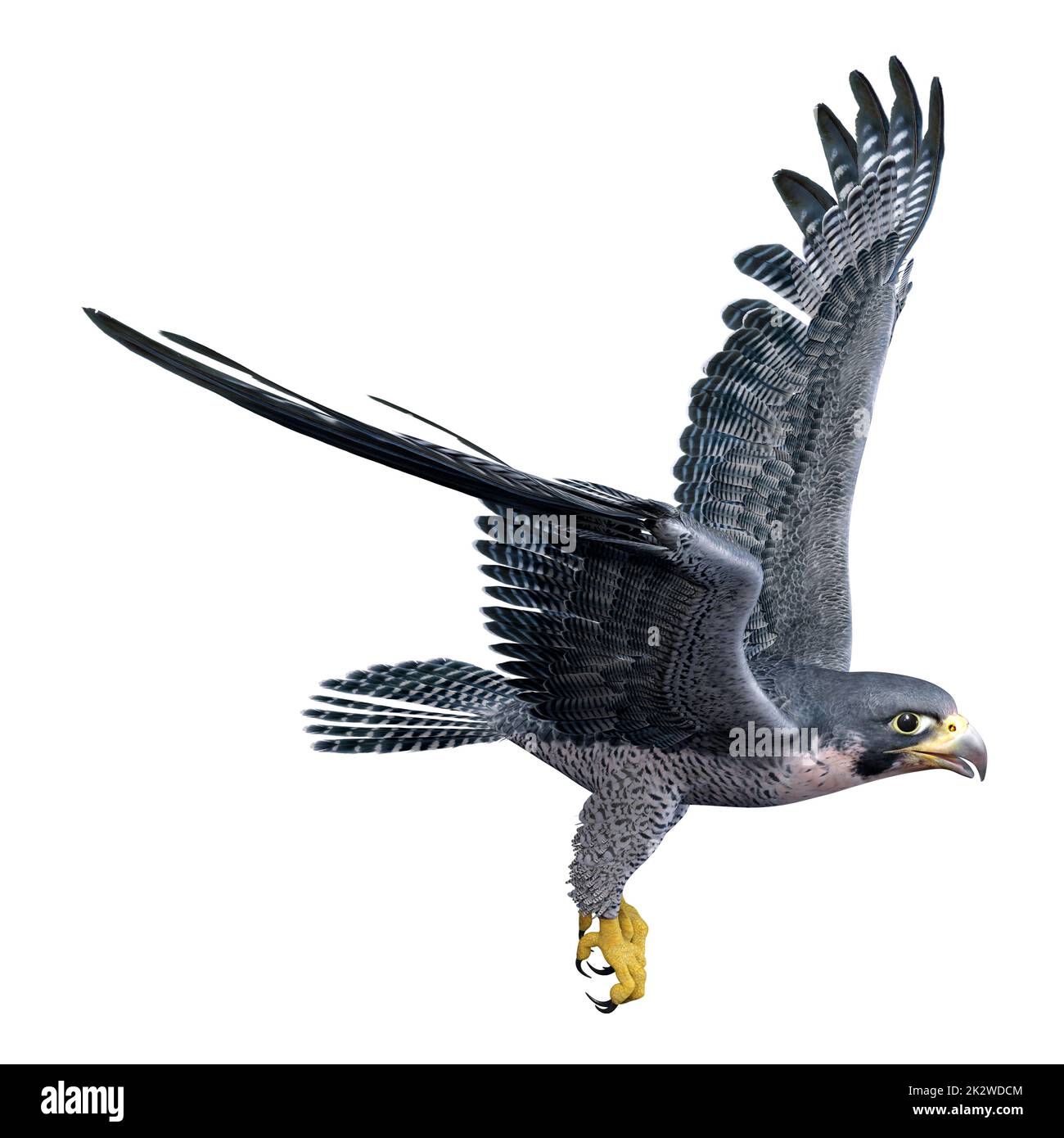 3D Falcon Bird auf Weiß Stockfoto