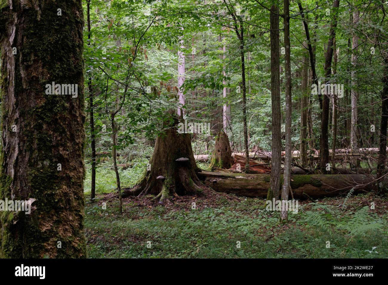 Frühlingsstand mit alten Eichen Stockfoto