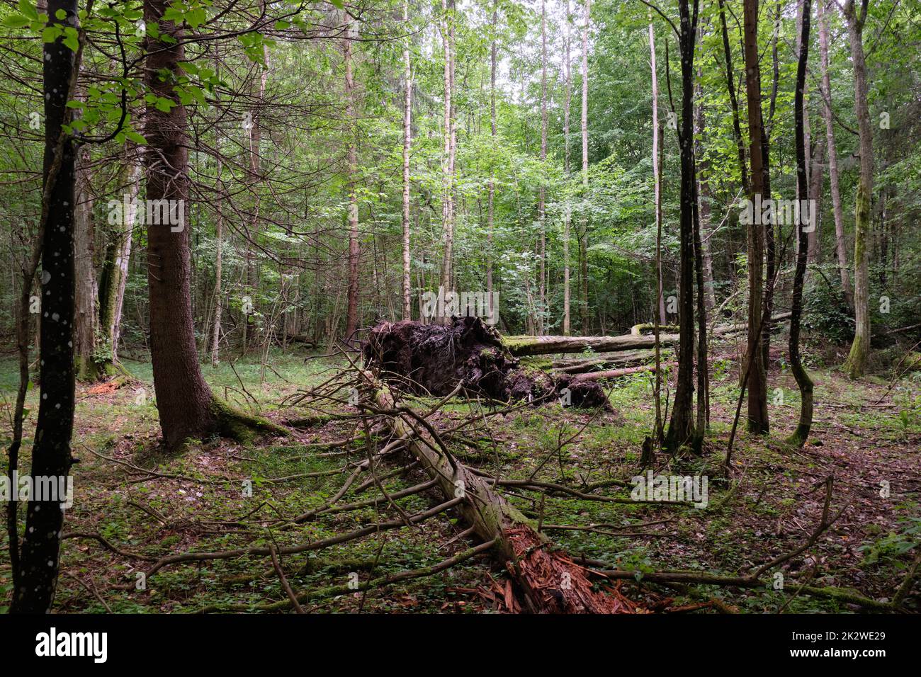 Frühlingsstand mit alten Eichen Stockfoto