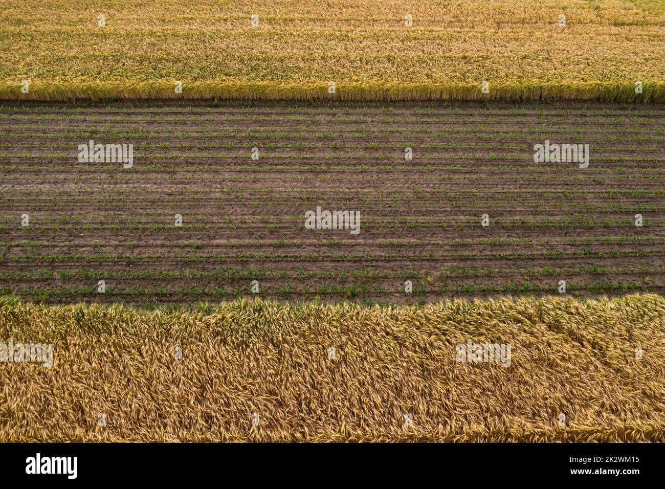 Getreidefelder im Sommer anbauen Stockfoto